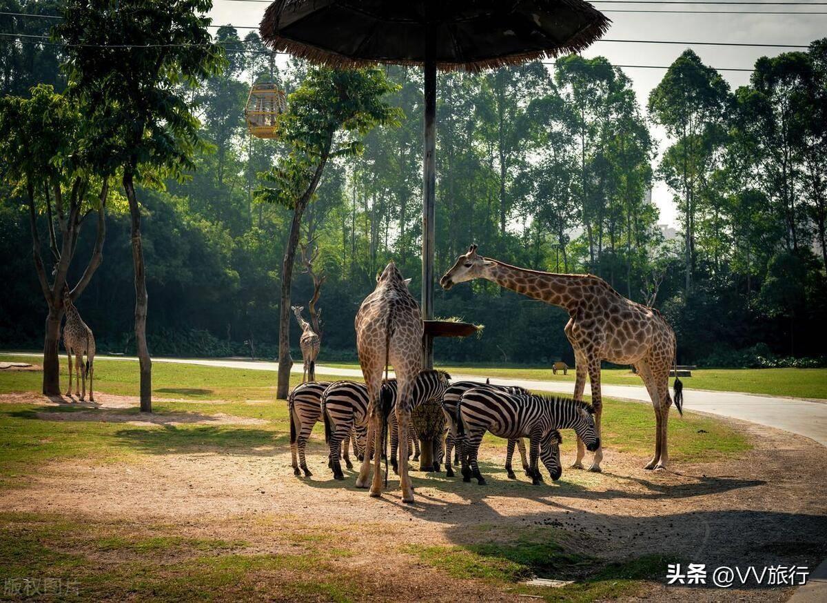 广东有什么好玩的地方,广东2024最佳旅游景点推荐