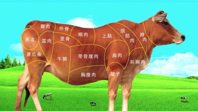 宫后是牛身上什么部位(牛肉宫后是什么位置)