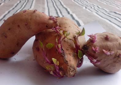 红薯开花还能吃吗(红薯长出了紫色的芽还能吃吗)