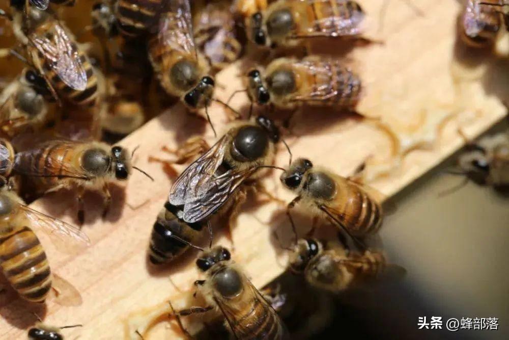 蜜蜂养殖技术有哪些,蜜蜂科学养殖的方法