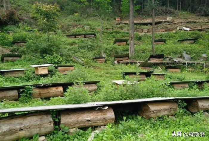 蜜蜂养殖技术有哪些,蜜蜂科学养殖的方法