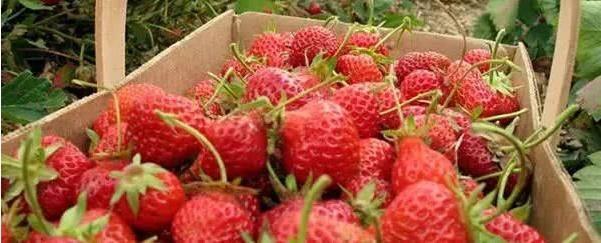 草莓种植季节是几月,草莓几月份种植最好