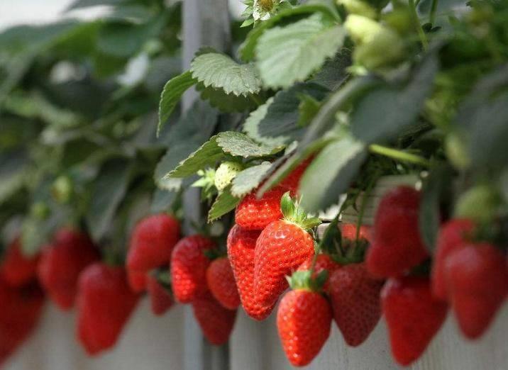 草莓种植季节是几月,草莓几月份种植最好
