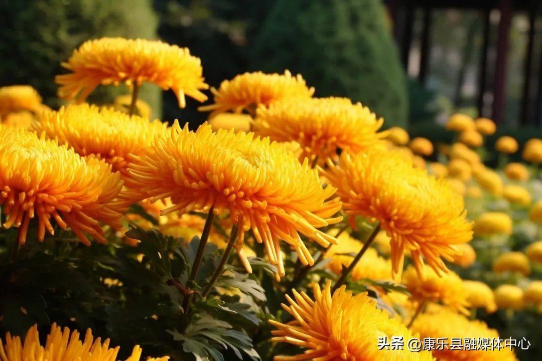 含有菊花的诗句有什么,写菊花最美的10首诗词