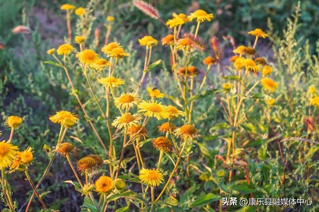 含有菊花的诗句有什么,写菊花最美的10首诗词