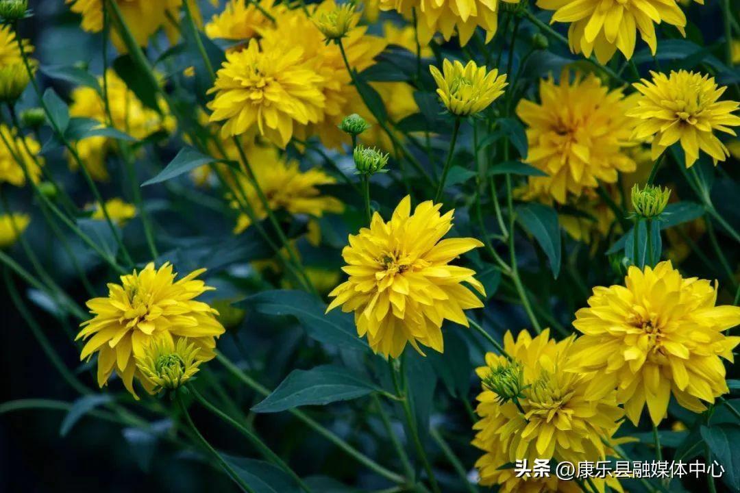 含有菊花的诗句有什么,写菊花最美的10首诗词