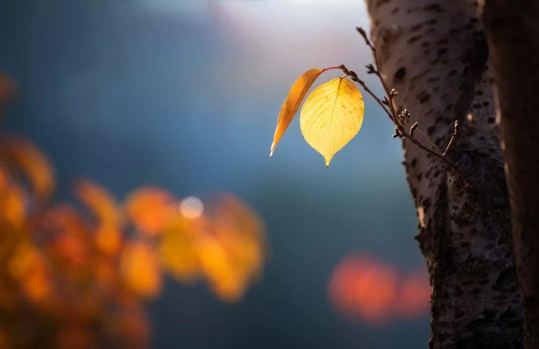 形容秋天的词语有哪些,描写秋天的优美词语