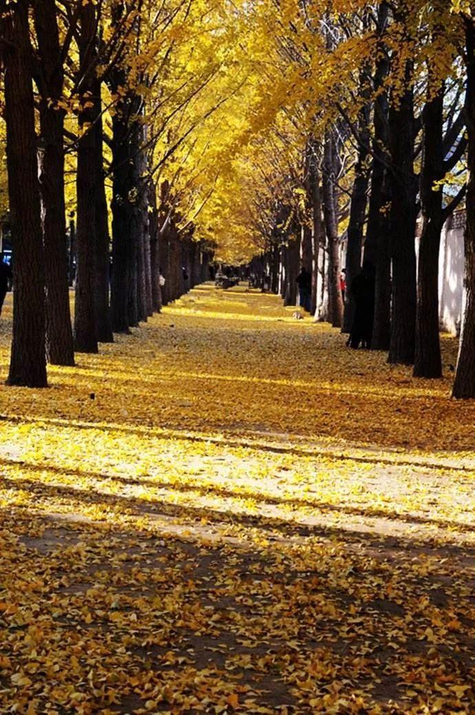 形容秋天的词语有哪些,描写秋天的优美词语