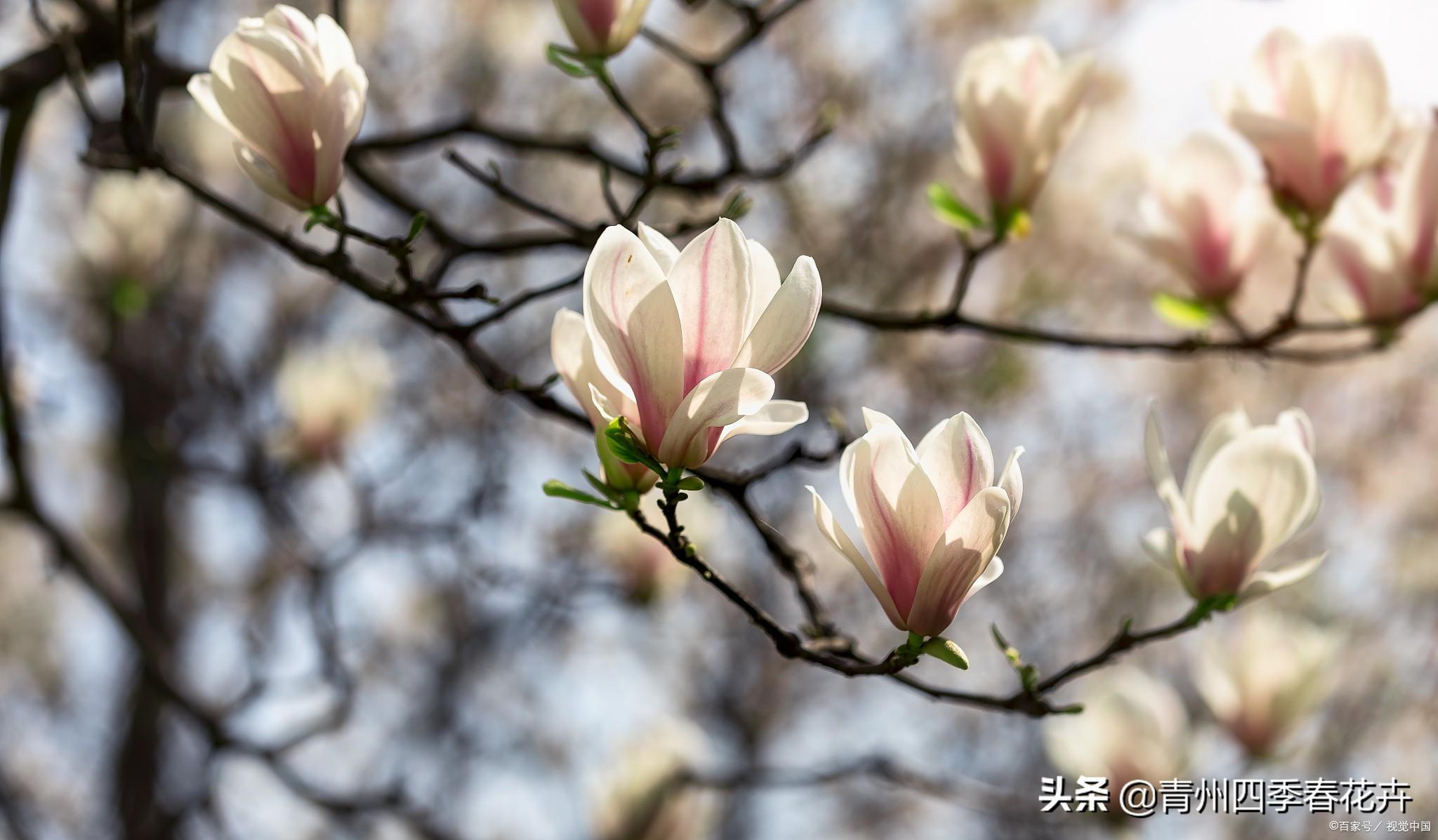 哪些植物在春天开花（在春天开放的十种花）