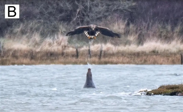 太不可思议了：灰海豹吐水袭击老鹰