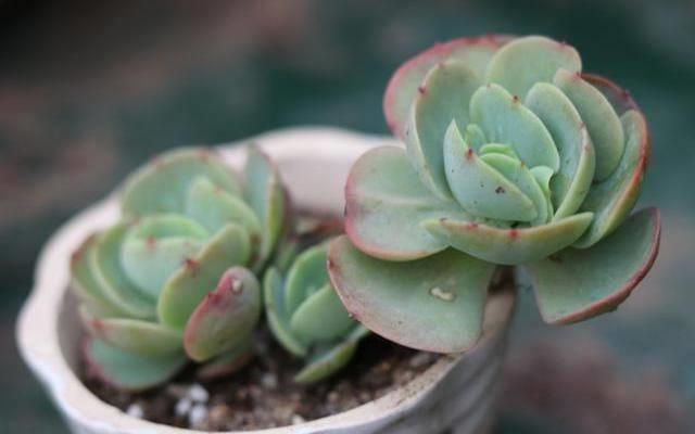 多肉植物养殖方法（多肉植物怎么养）