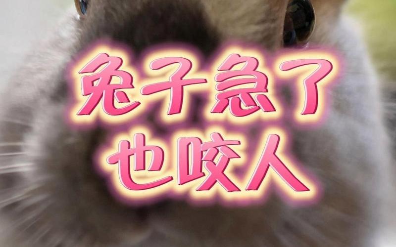 大熊猫会咬人吗（大熊猫会不会咬饲养员）