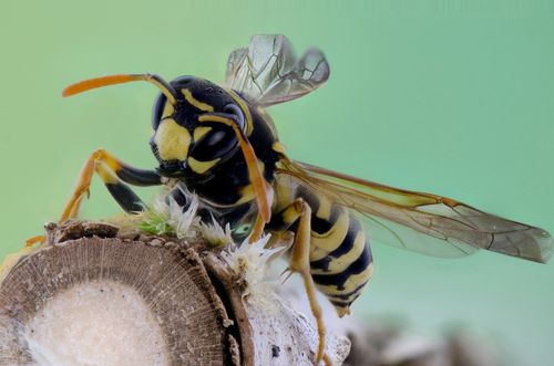 蜜蜂是不是昆虫（蜜蜂是不是昆虫?为什么?）