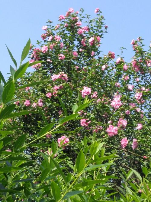 木槿花几月份开花（木槿花啥时候开）