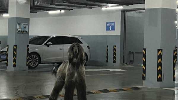 女子在小区车库遇1米多高阿富汗猎犬