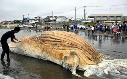 日本海岸现超10米长鲸鱼尸体,镰仓市海岸发现近8米长的鲸鱼尸体(图1)