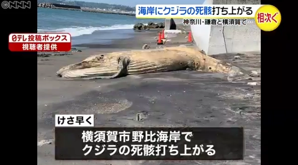 日本海岸现超10米长鲸鱼尸体,镰仓市海岸发现近8米长的鲸鱼尸体(图2)