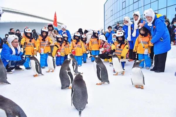 旅游 | 黑龙江哈尔滨：冰雪明星淘学企鹅火爆出圈-第2张图片