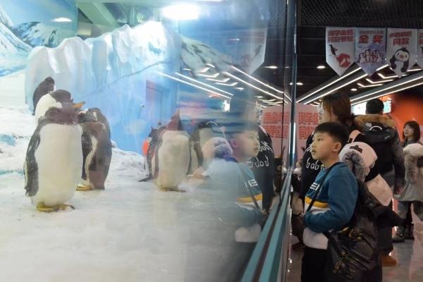 旅游 | 黑龙江哈尔滨：冰雪明星淘学企鹅火爆出圈-第3张图片