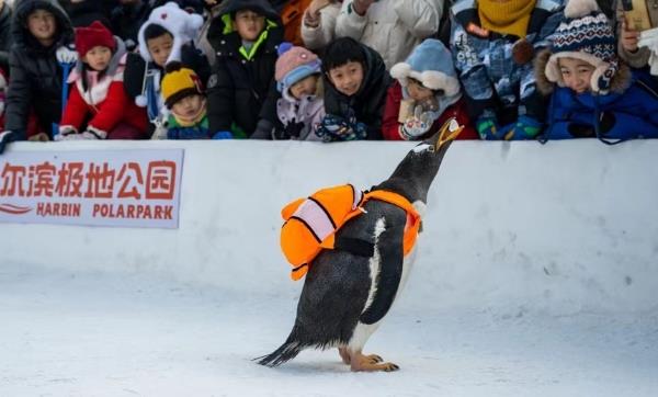 旅游 | 黑龙江哈尔滨：冰雪明星淘学企鹅火爆出圈-第4张图片