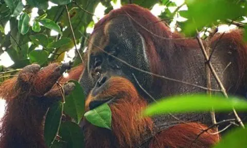 红毛猩猩首次被发现用药草处理伤口,苏门答腊猩猩涂抹叶子涂抹伤口愈合只留下一个小疤痕