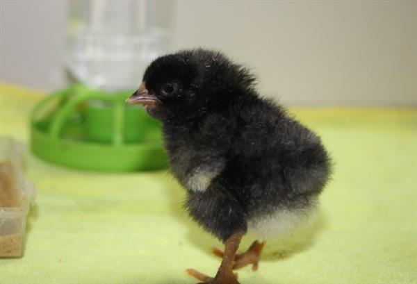 我国首次实现鸡冷冻卵巢组织复活：成功育出雏鸡