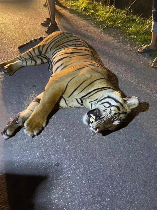 马来西亚一只猛虎横穿马路时被撞死：行车记录仪曝光