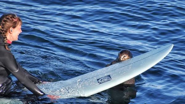 加州海獭频繁偷抢冲浪板：原来是怀孕导致性情大变