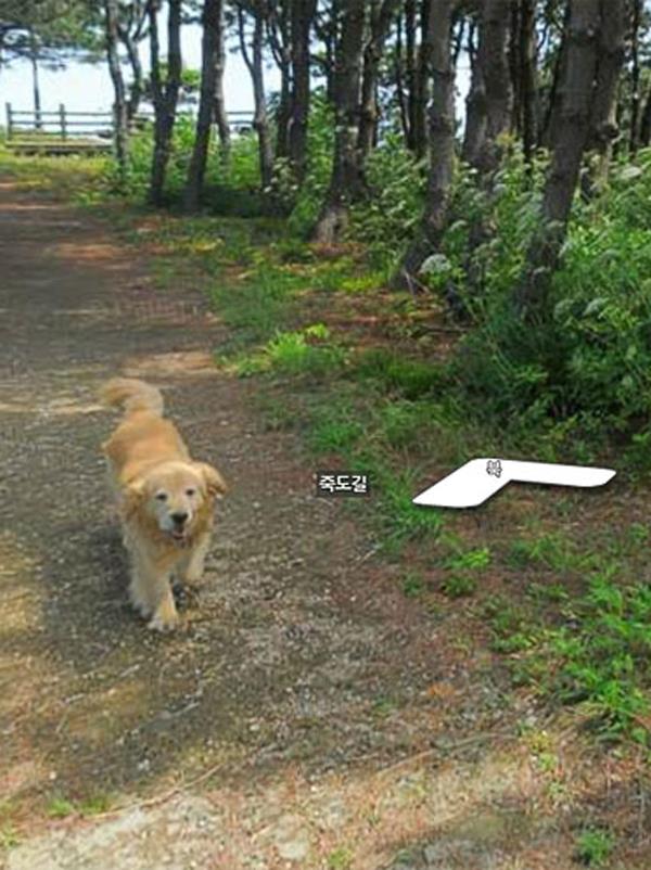 最惹人爱的跟踪狂 网红狗追了地图摄影师一路：被抓拍上千张照片