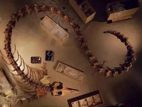 鲸鱼谷：这里有好多像是中国龙骨架一样的化石
