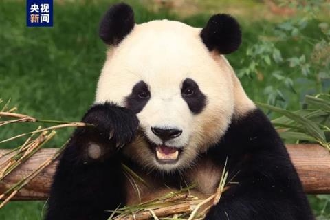 韩市长希望要落空：我国取消无偿赠送大熊猫已有40多年