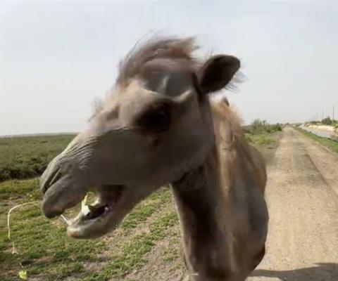 疯狂甩头流口水：骆驼吃柠檬被酸出表情包