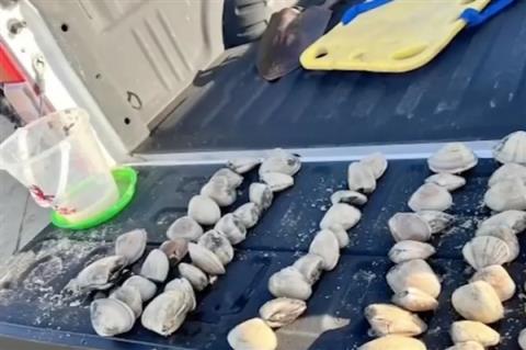 熊孩子海滩捡走72个蛤蜊：家长被罚64.5万！