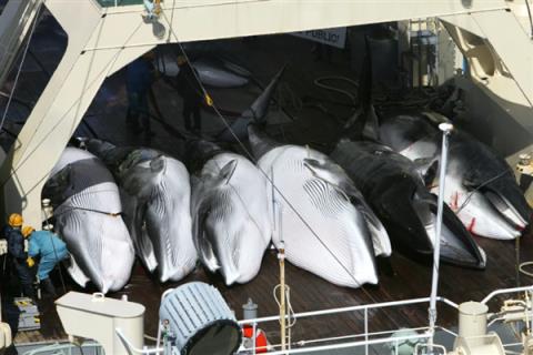 日本疯狂捕鲸！3.5亿元造船一年捕杀200头：叫嚣永不停止