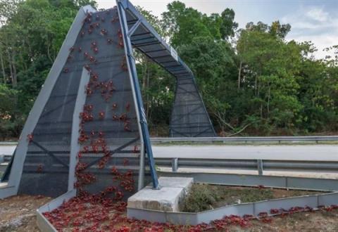 澳大利亚花近3亿元建了座“鸟桥”被民众嫌弃：浪费钱