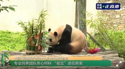旅韩回国的福宝开始营业了：在熊猫中心卧龙神树坪基地亮相