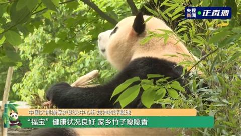 旅韩回国的福宝开始营业了：在熊猫中心卧龙神树坪基地亮相
