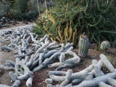 墨西哥一仙人掌能在沙漠里阴暗爬行！为了存活杀死过去的自己-趣考网