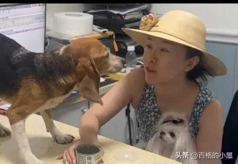 霍思燕杜江收养实验犬!视频背后让人泪目，具体情况是什么？