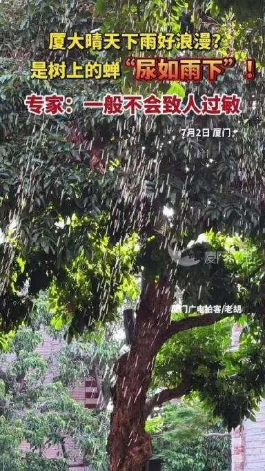 厦大群蝉集体撒尿如下雨：可能是甜的、但不建议品尝-趣考网