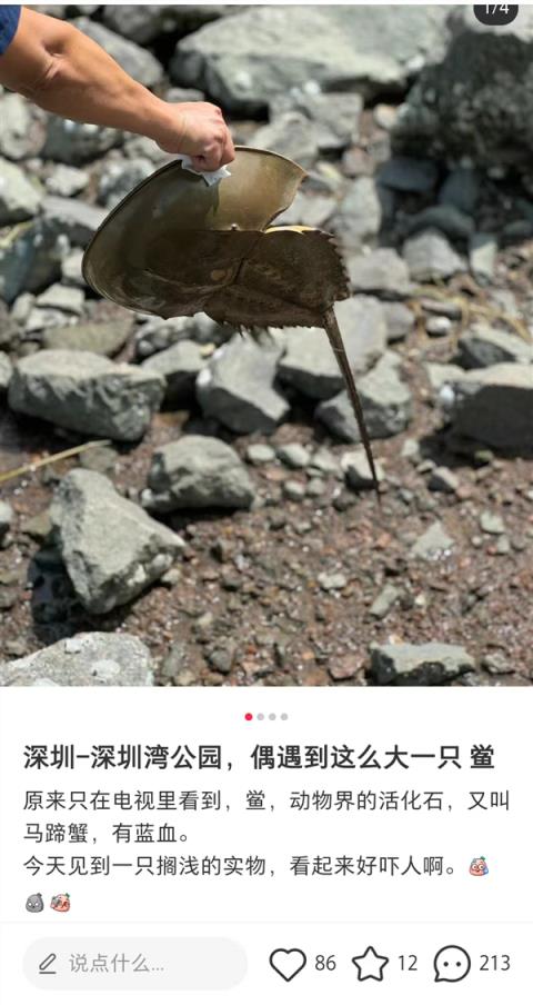 深圳湾出现地球唯一蓝血生物：每个人都应对它说声谢谢-趣考网