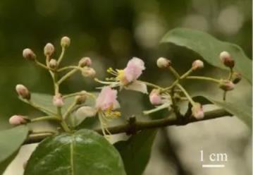 广西发现新物种阳朔风筝果：长在喀斯特石山上数量极为稀少-趣考网