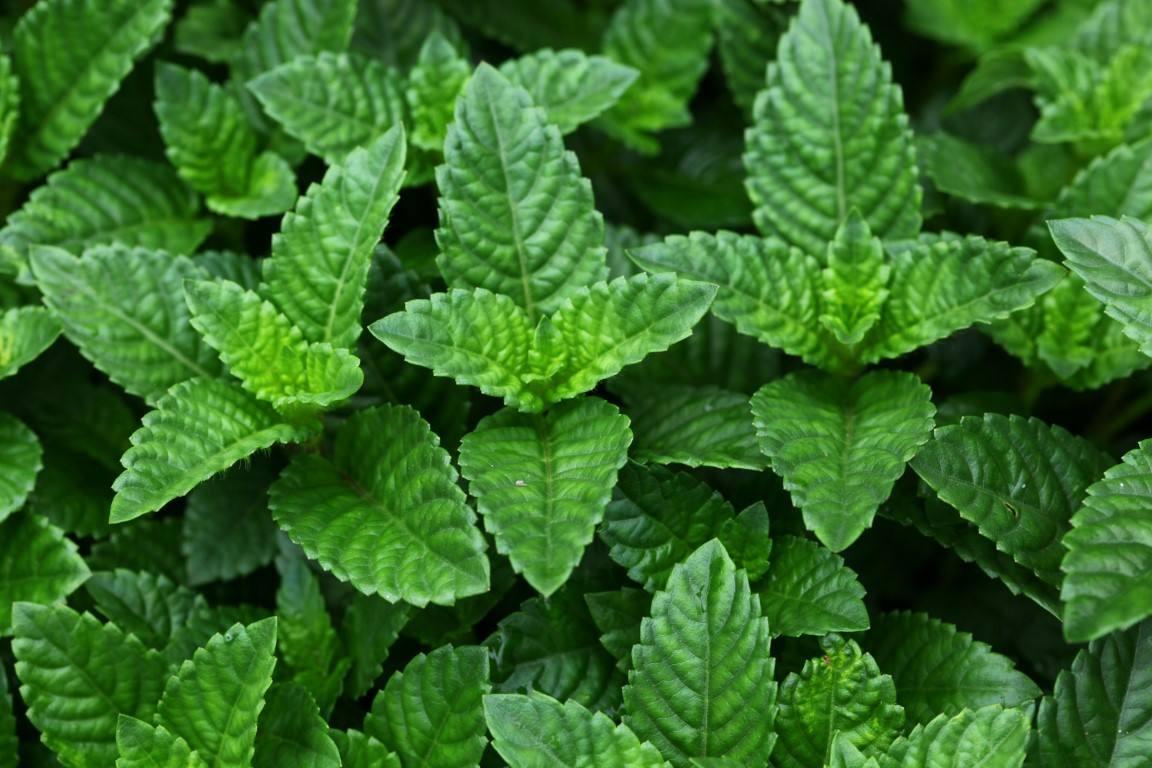 烧仙草是什么做的(浅谈烧仙草的成分与做法)