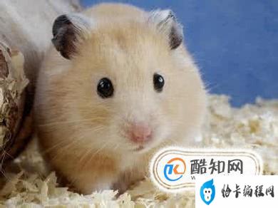 什么宠物好养又干净