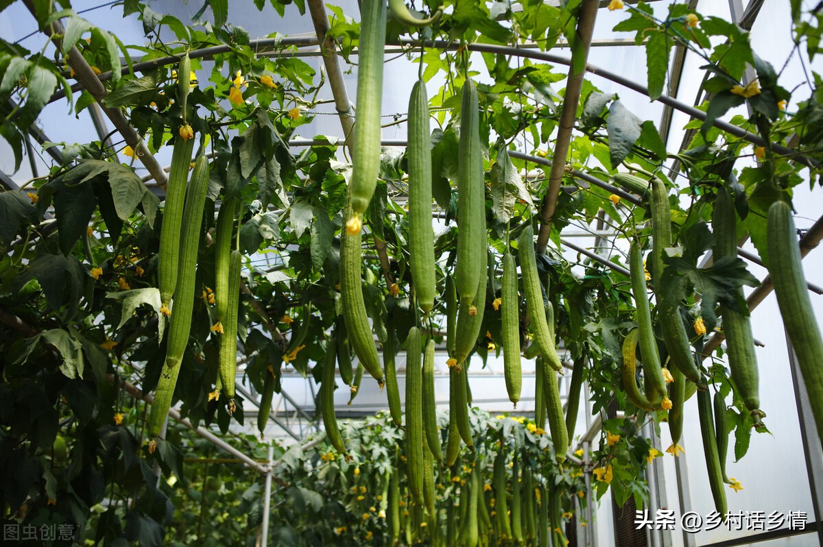 丝瓜为什么只开雄花不开雌花？黄瓜、丝瓜和南瓜为啥全开雄花或雌花？-图2