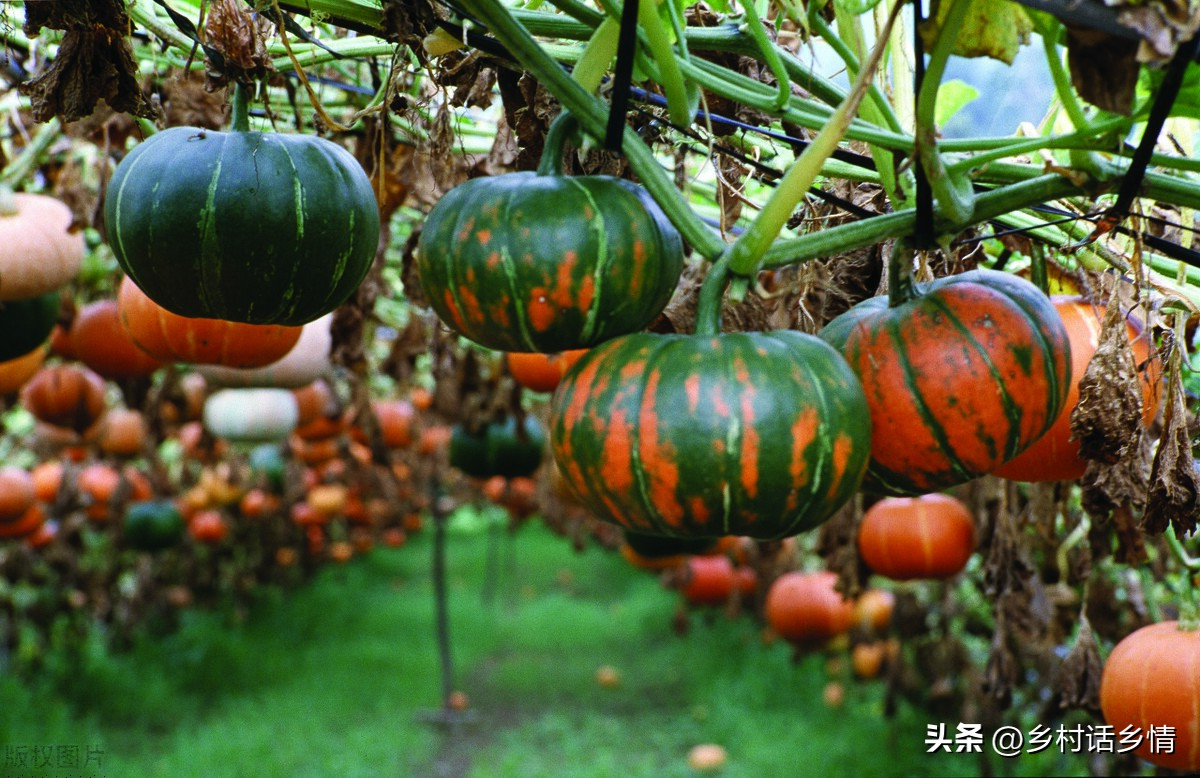 丝瓜为什么只开雄花不开雌花？黄瓜、丝瓜和南瓜为啥全开雄花或雌花？-图3