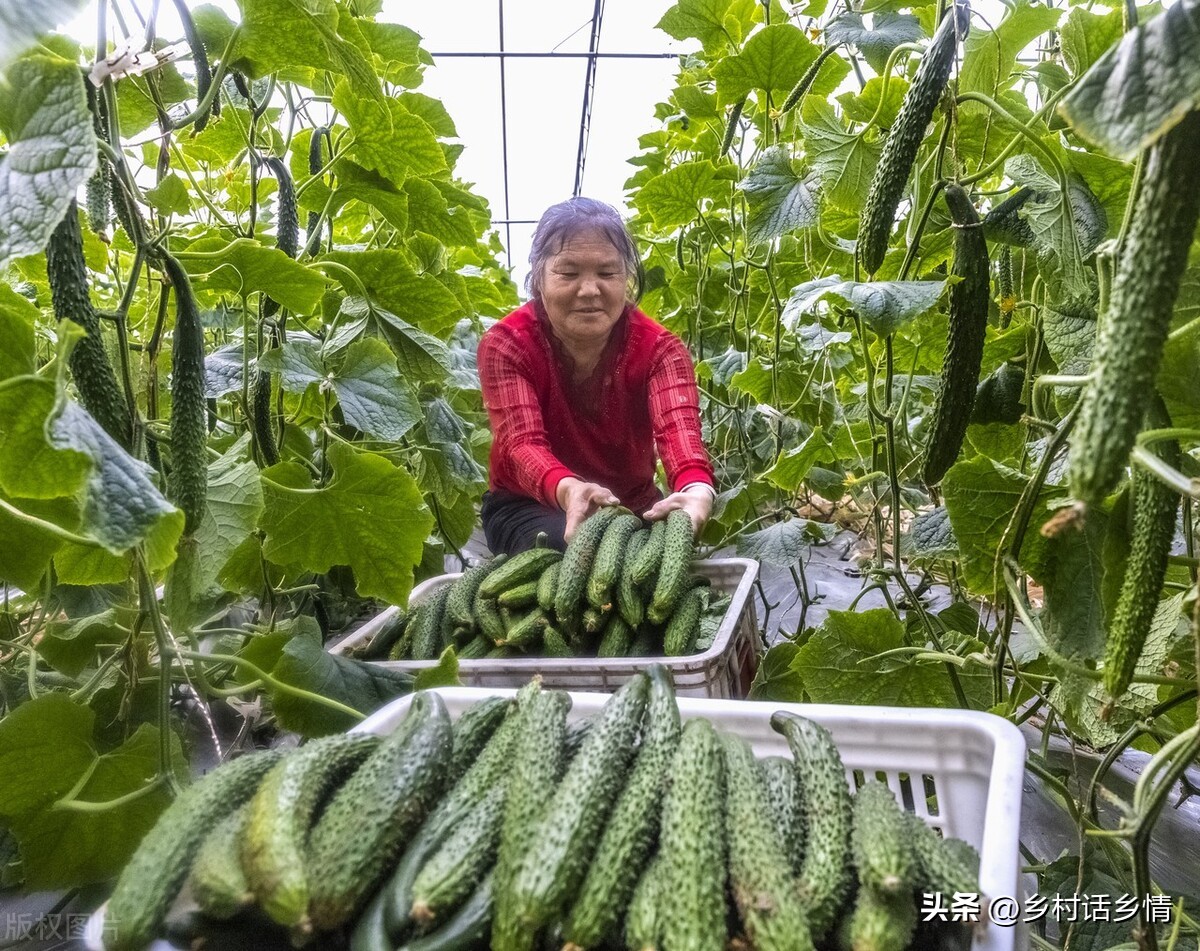 丝瓜为什么只开雄花不开雌花？黄瓜、丝瓜和南瓜为啥全开雄花或雌花？-图4