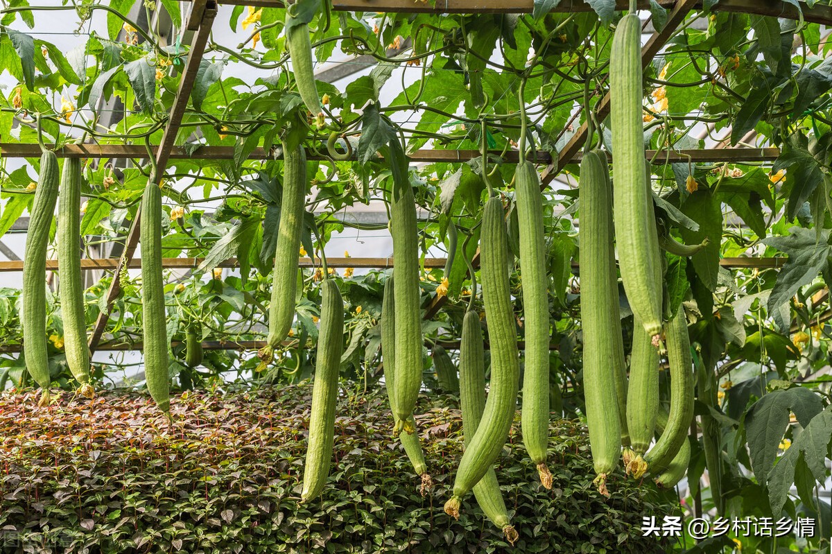 丝瓜为什么只开雄花不开雌花？黄瓜、丝瓜和南瓜为啥全开雄花或雌花？-图5