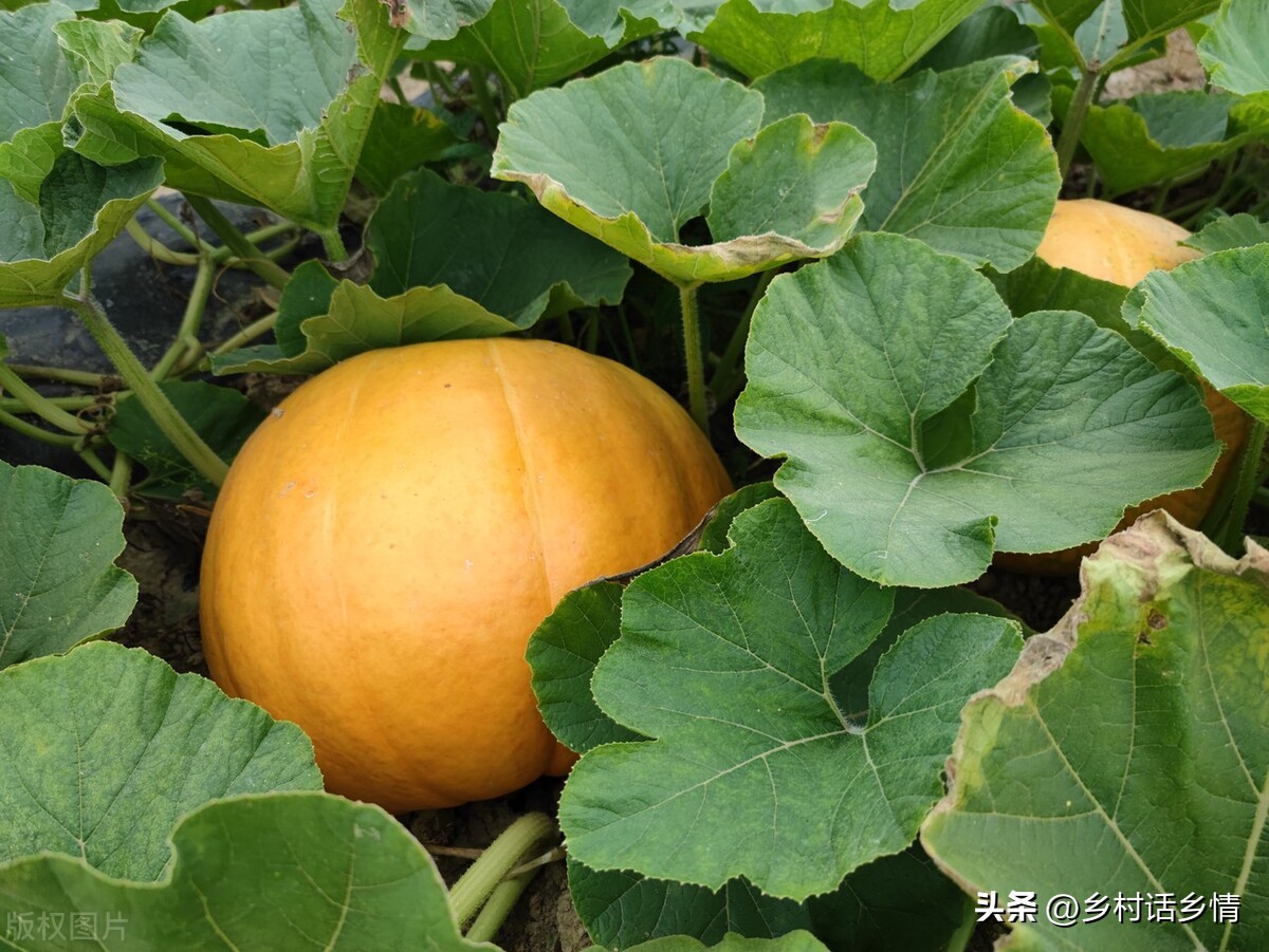 丝瓜为什么只开雄花不开雌花？黄瓜、丝瓜和南瓜为啥全开雄花或雌花？-图6