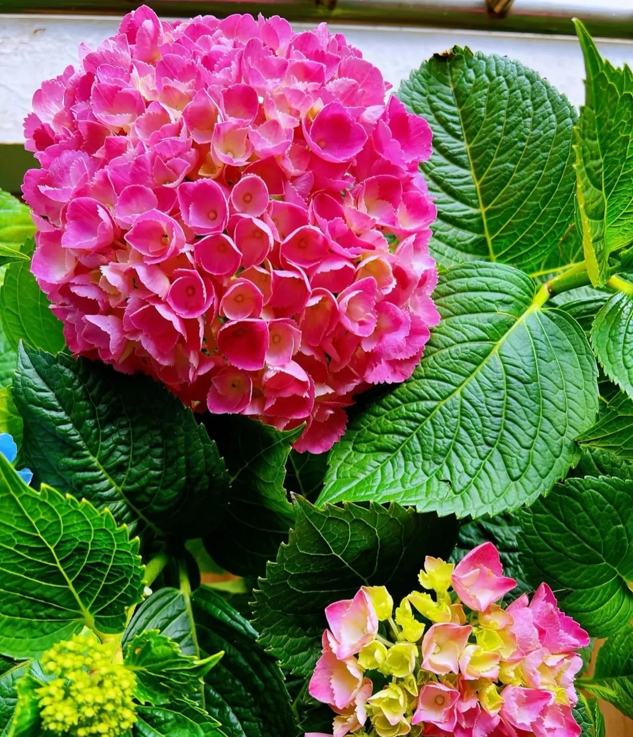 绣球花为什么蔫了？开花后的绣球花，做好4个“细节”-图4